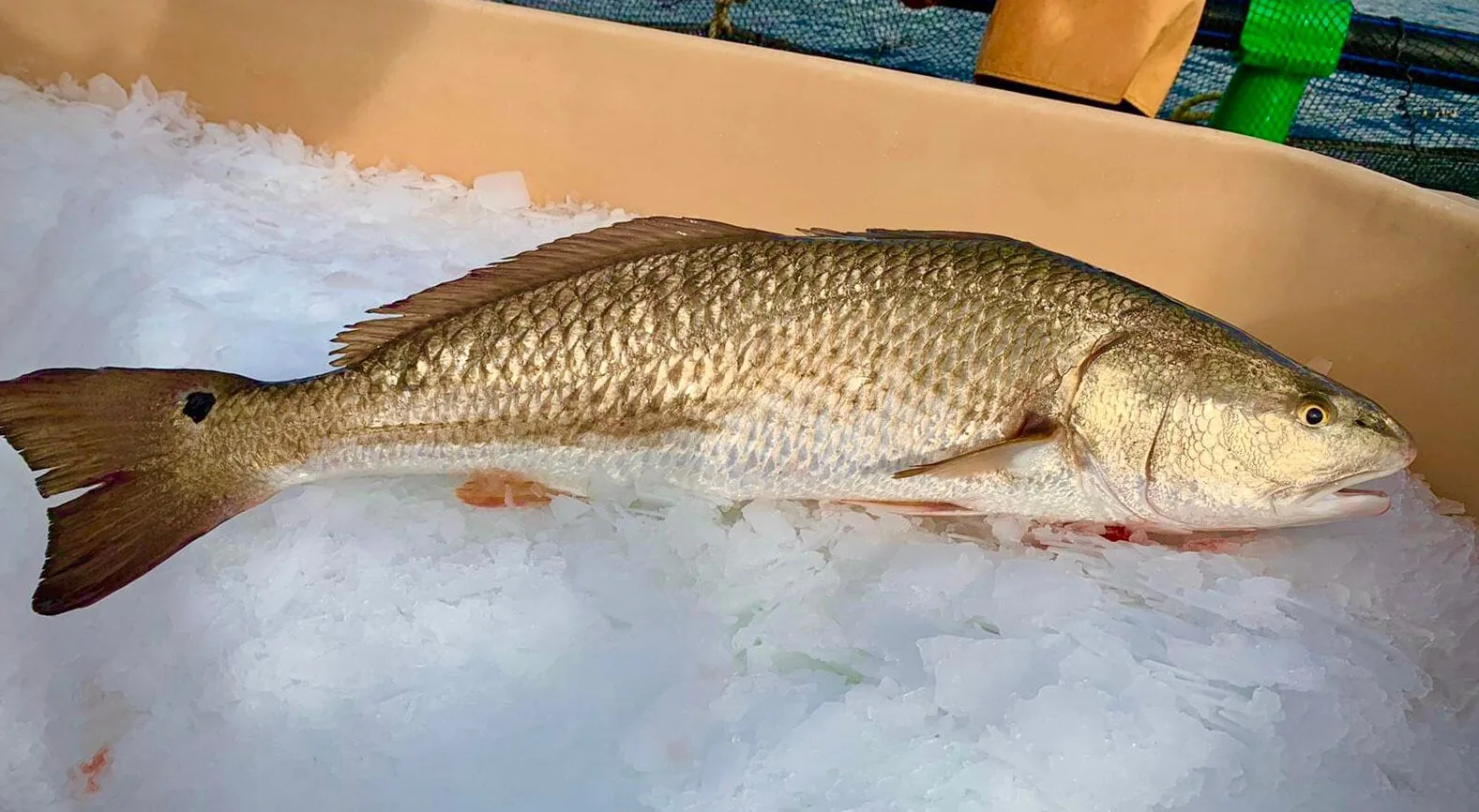 A red drum on ice.