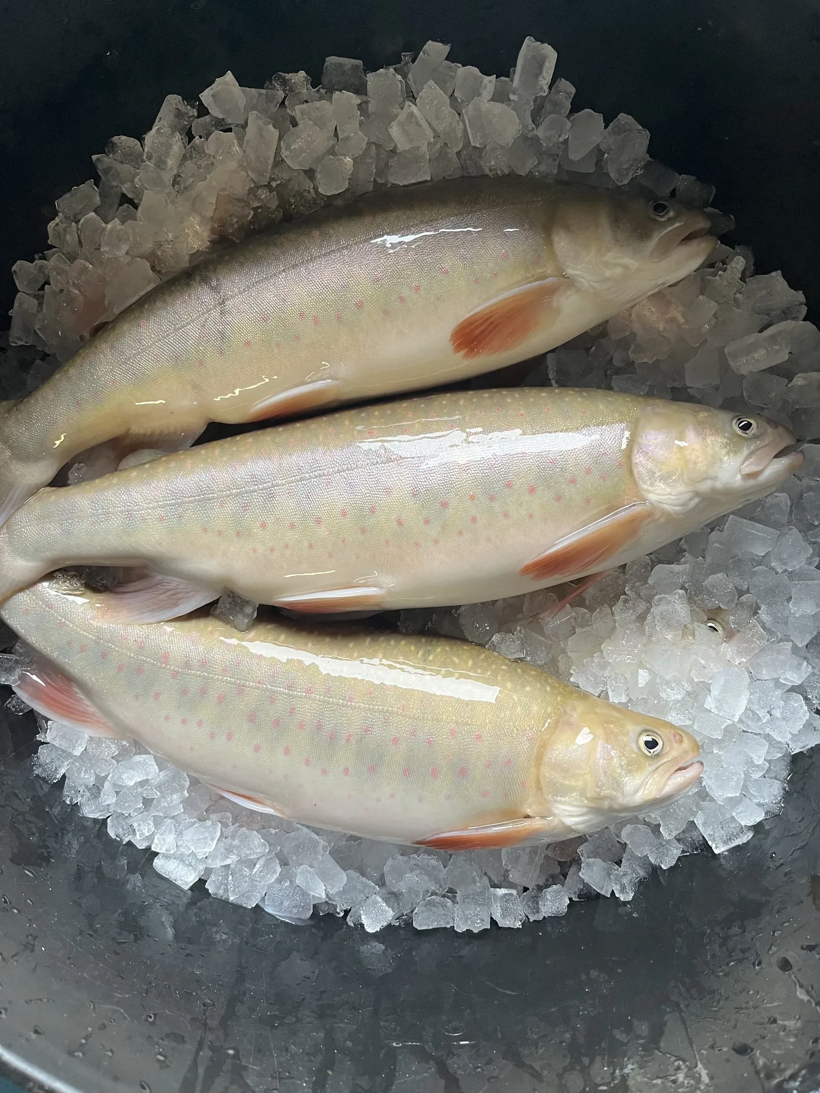 Three farmed fully grown Arctic chars on ice after harvesting.