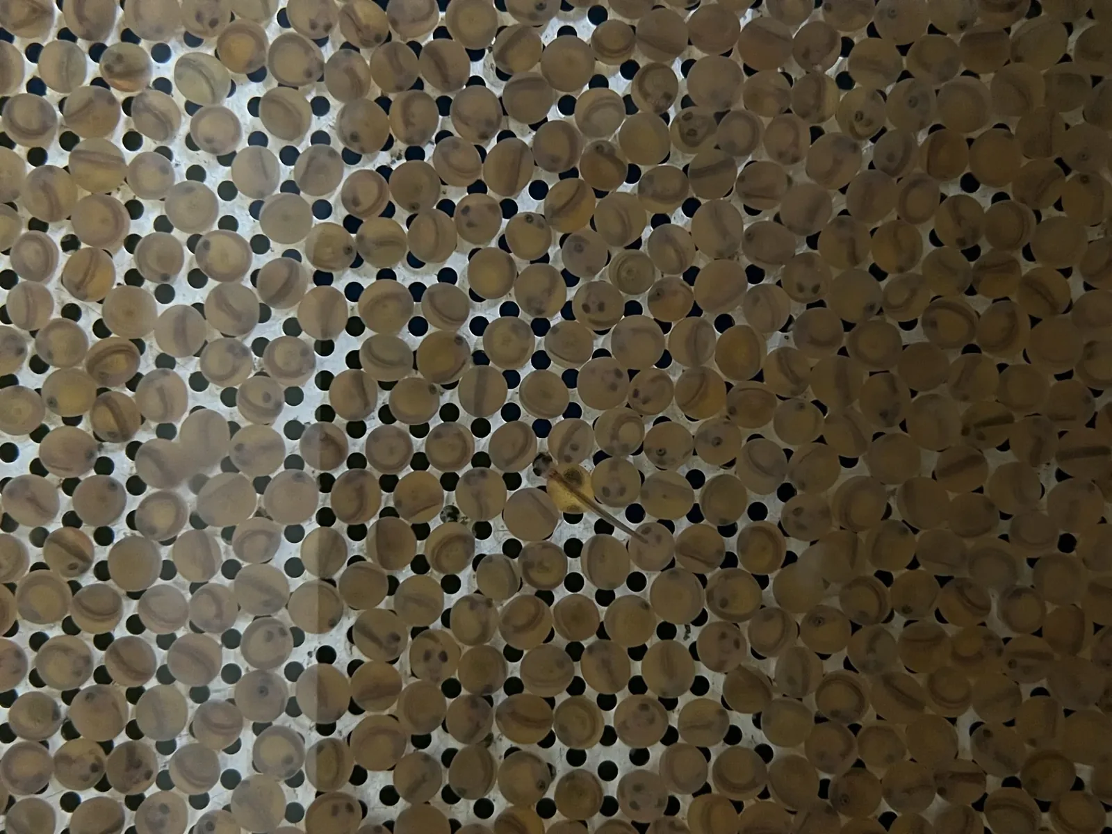 A close up photo of many eggs in an Arctic char aquaculture farm.