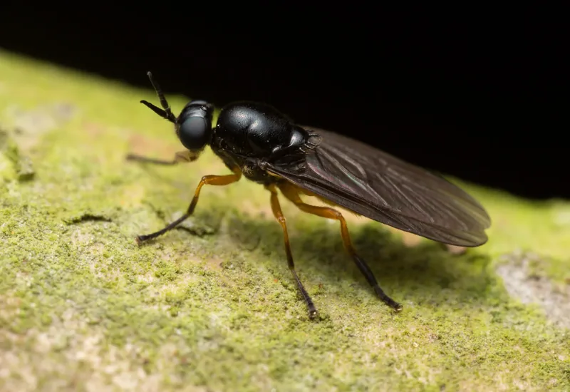 Black soldier fly.