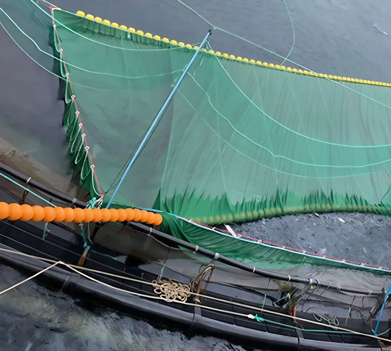 A net catching fish to remove parasites.