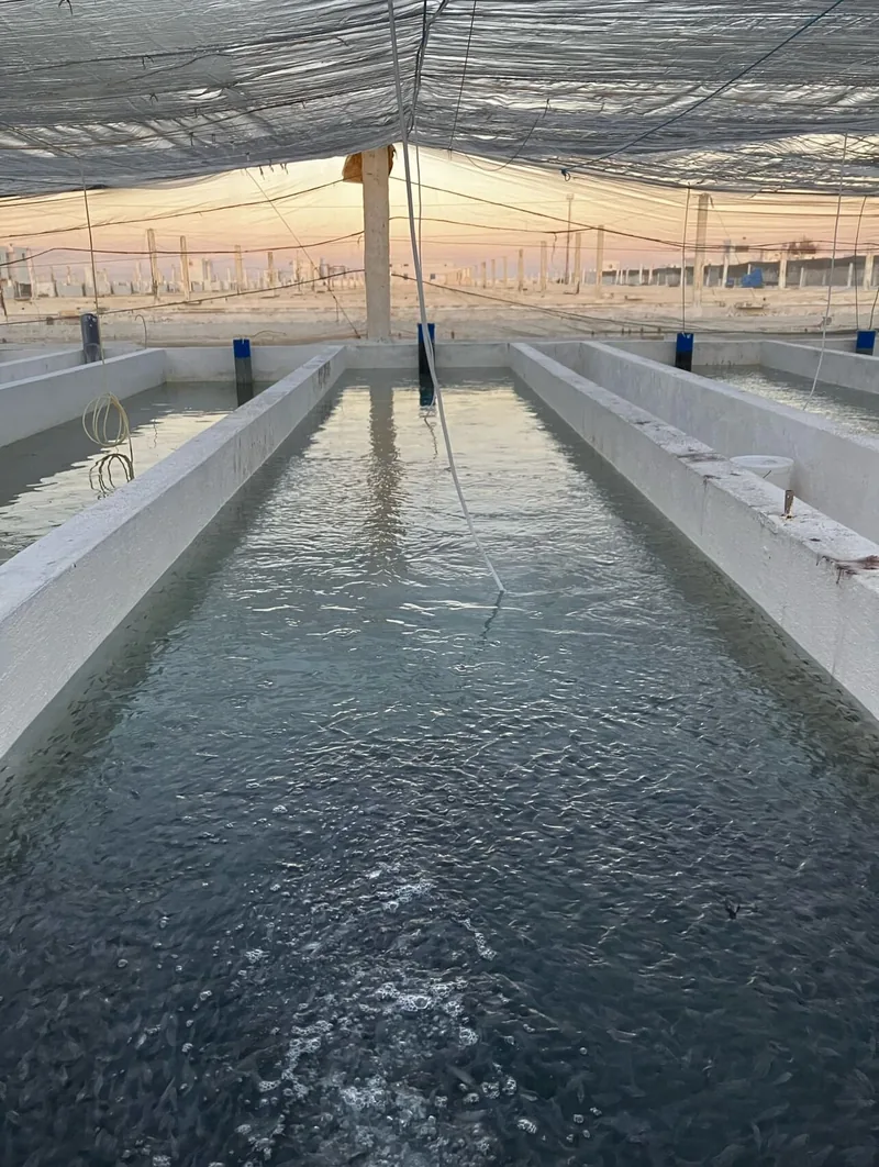 An indoor fish hatchery.