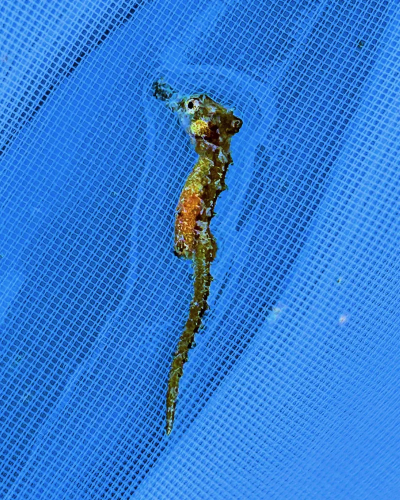 A lined seahorse being handled gently using a net in an aquaculture setting.