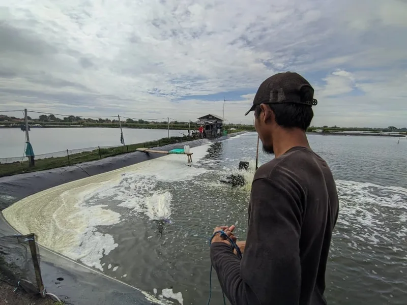 Increasing volumes of Indonesia's farmed shrimp were exported during 2020, suggesting internationally credible certification would be a valuable addition to many of the country's shrimp farmers