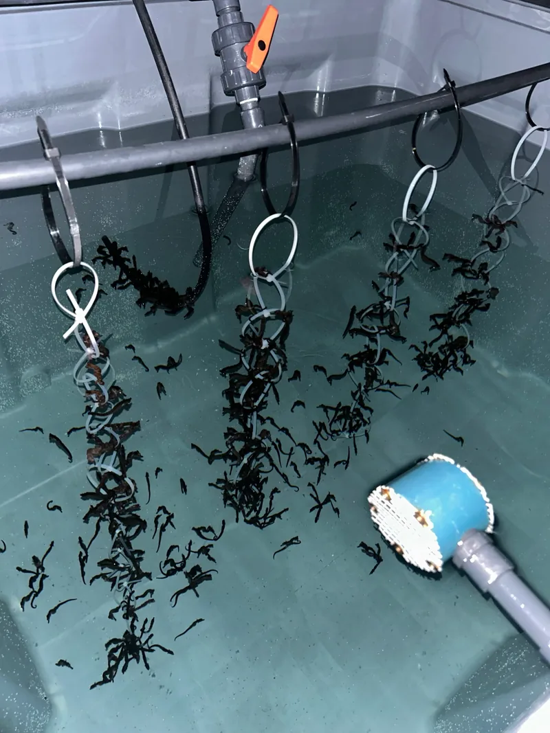 Seahorses in an aquaculture tank clinging to enrichment structures.