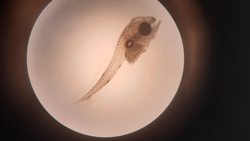 A photo of red drum aquaculture fish larve under a microscope.