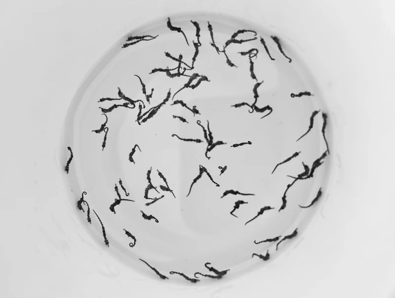 A photo of juvenile seahorses gathered in a handling bucket before transfer to aquaculture tanks.