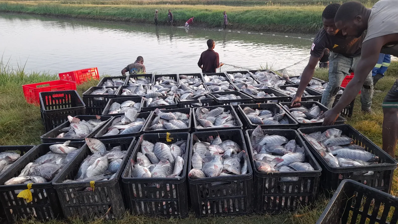 Boxes of freshly harvested tilapia beside a pond.