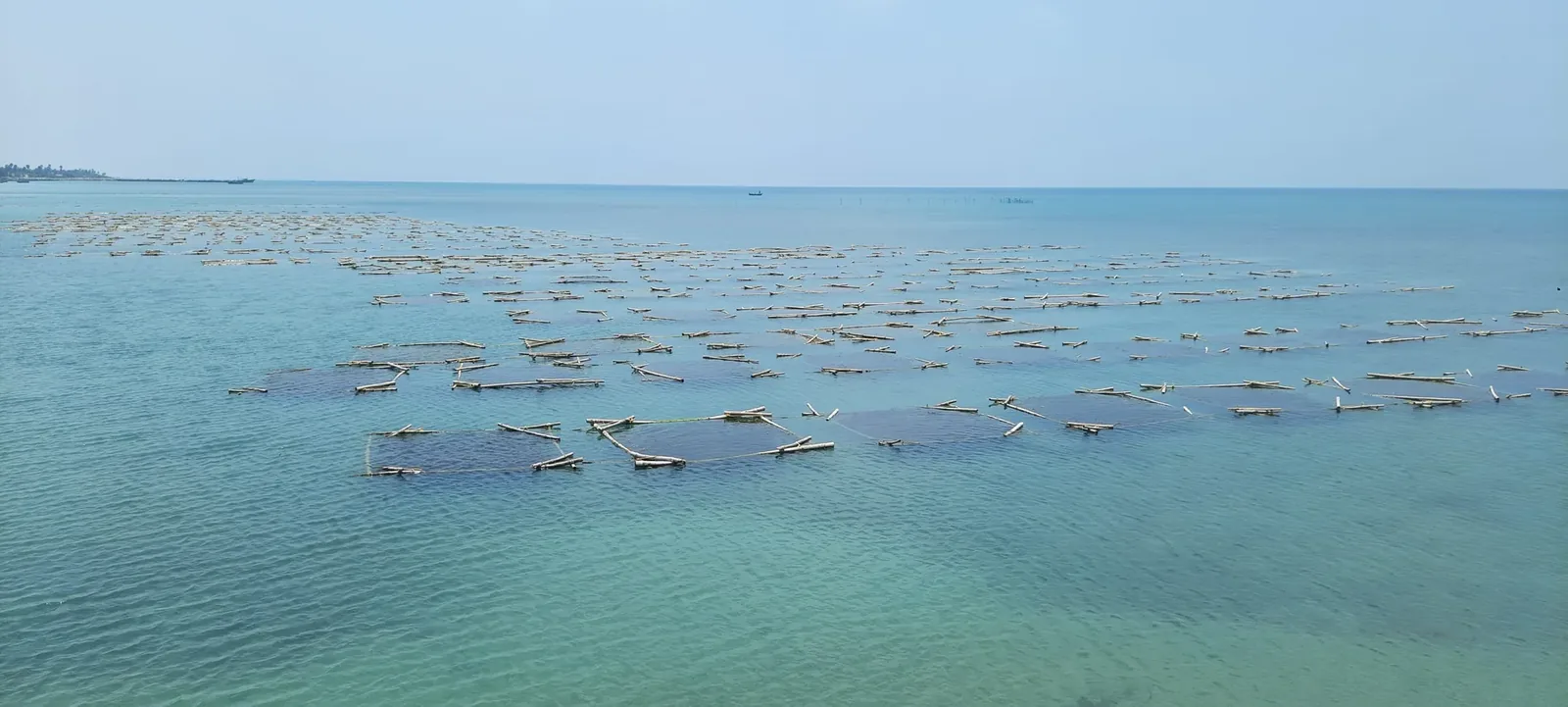 An aerial view of seaweed farms in India.