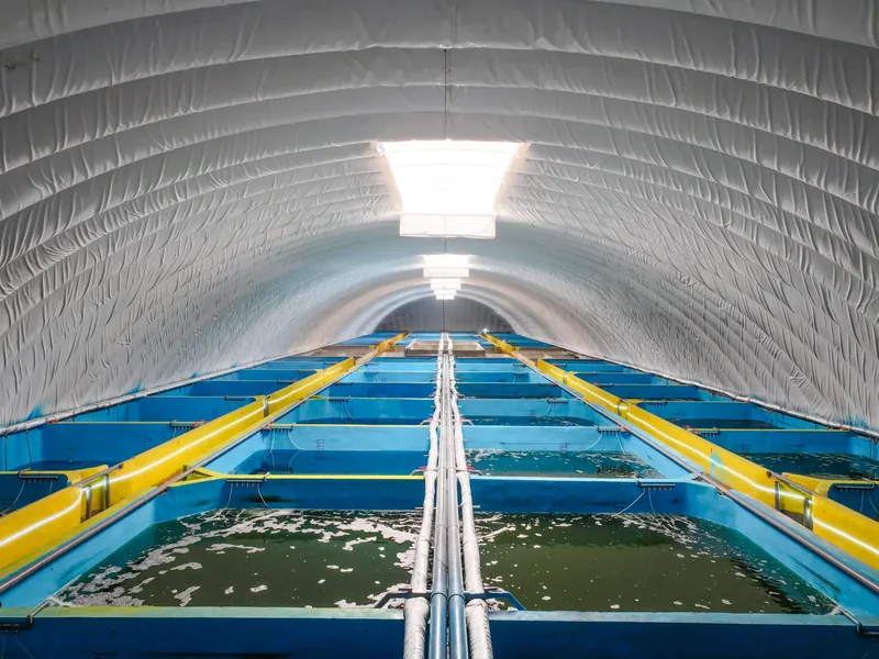 Shrimp tanks uder a cover.
