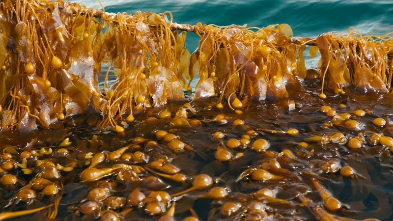 Rope-grown kelp.