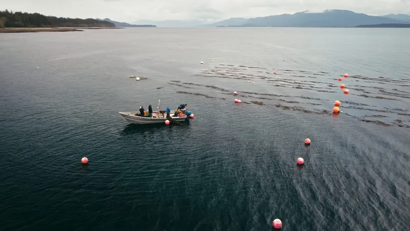 Aerial view of a workboat on a kelp farm.