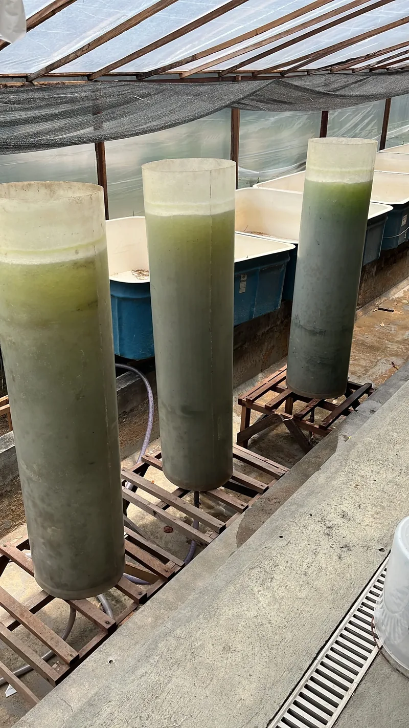 Algae containers.