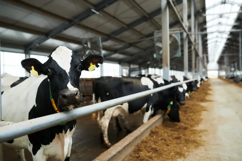 Inside a dairy cow farm.