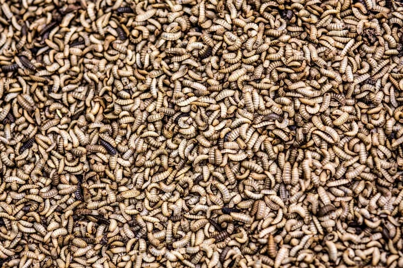 A photo of many black soldier fly larvae in a factory tray.