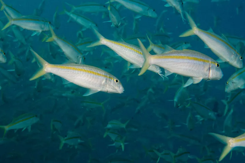 A shoal of fish.