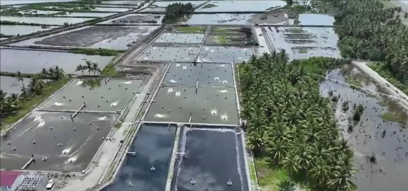 An aerial view of shrimp ponds