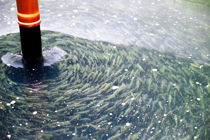 A tank full of small fish.