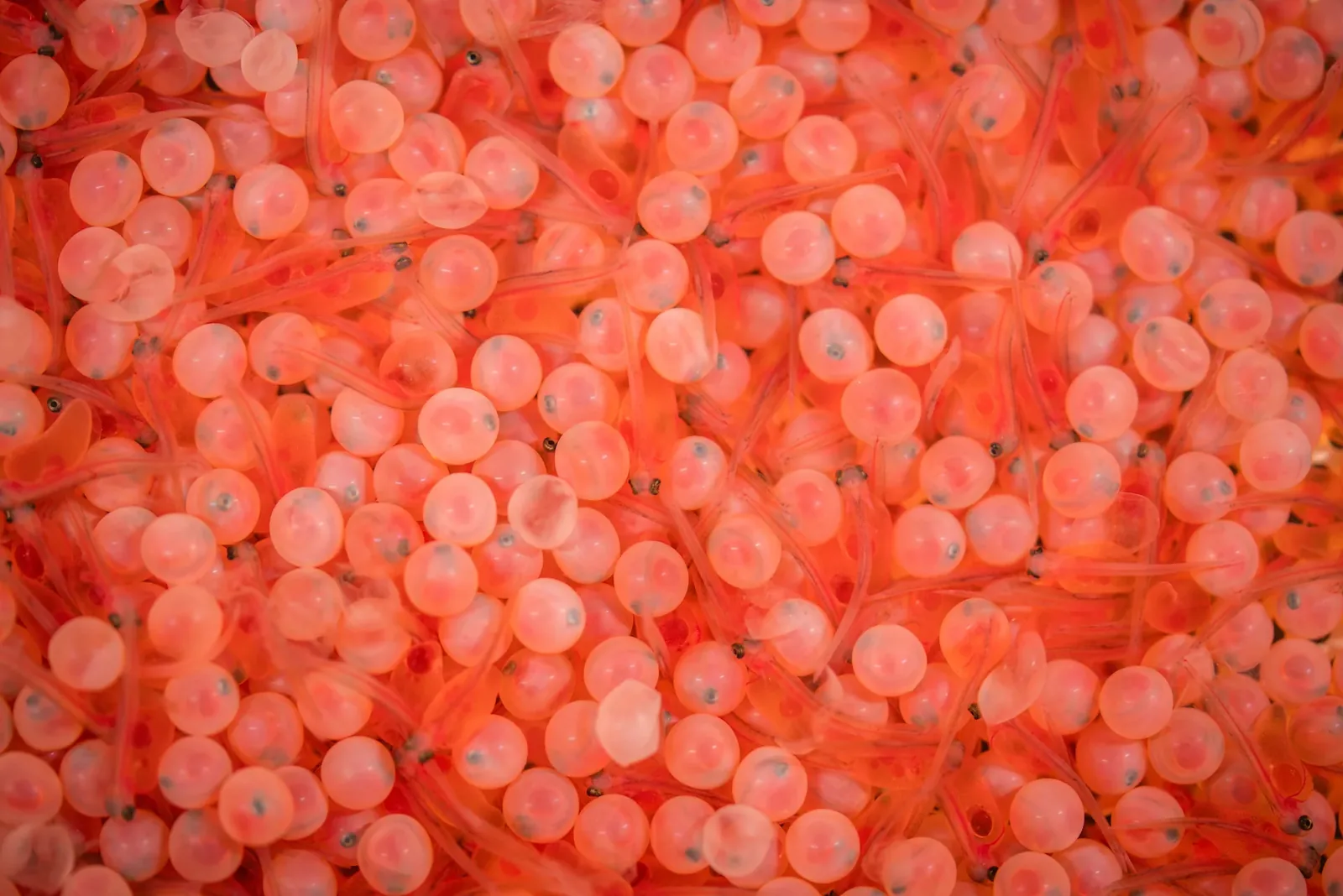 Fish eggs.