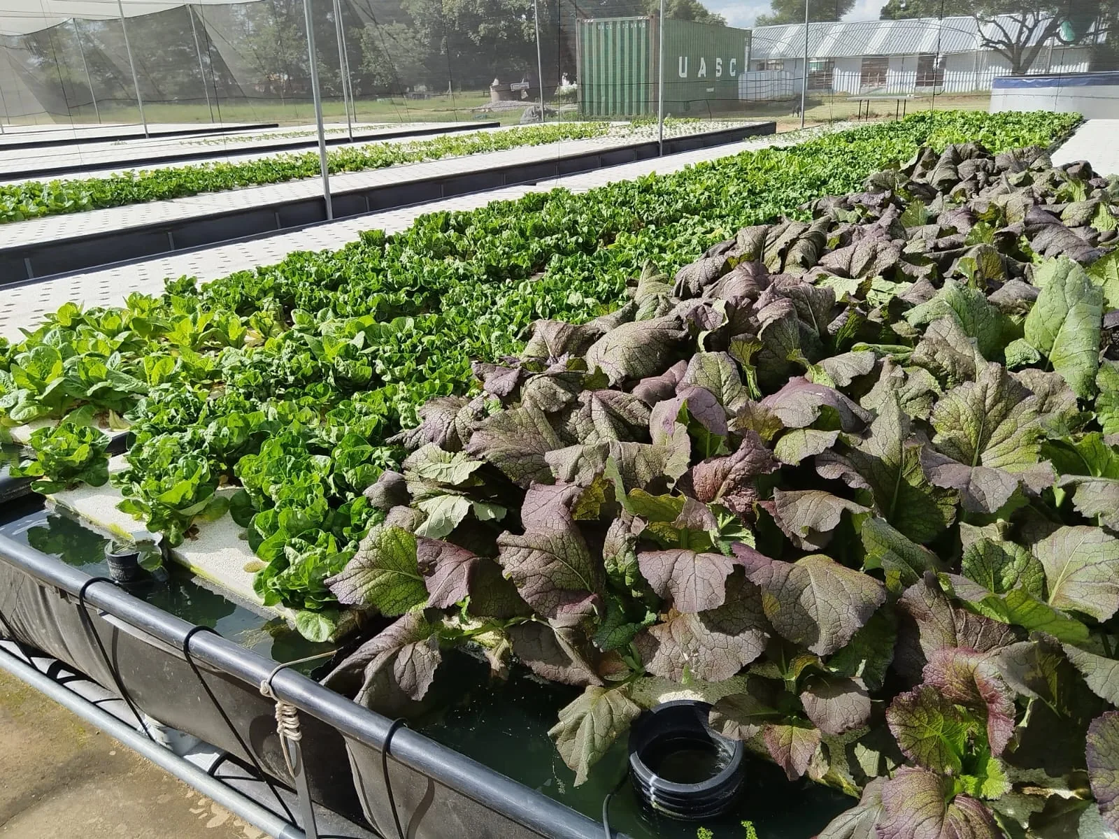 Inside an aquaponics farm with lots of greens growing.