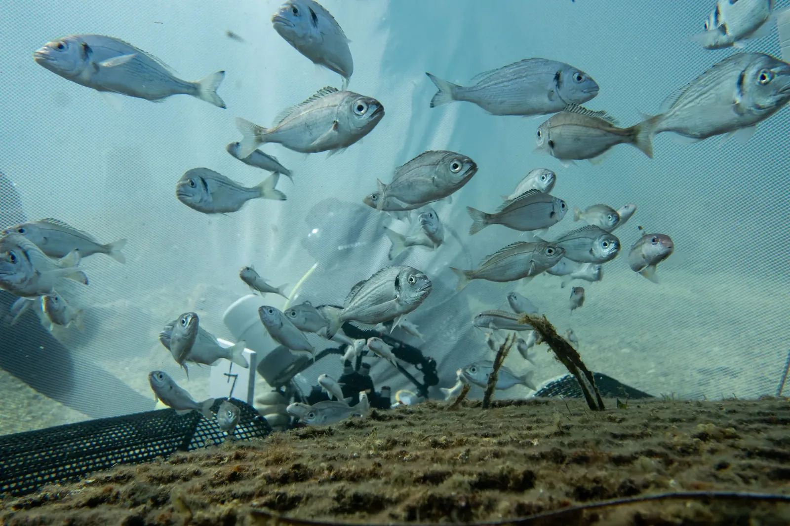 A shoal of wild fish being released back into the nature.