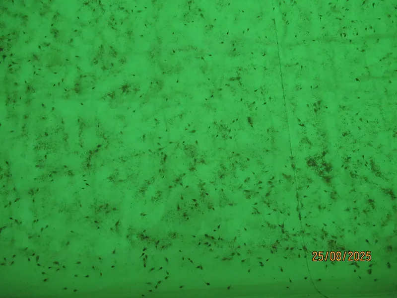 Tadpoles of approximately 0.28 grams