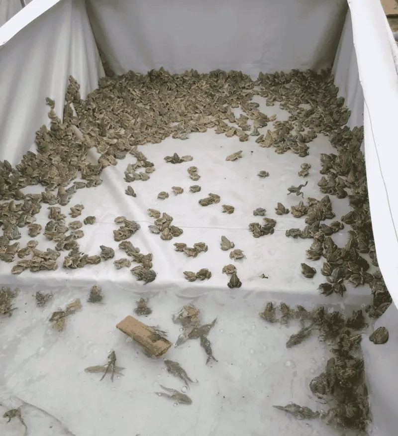 A frog farm in France.