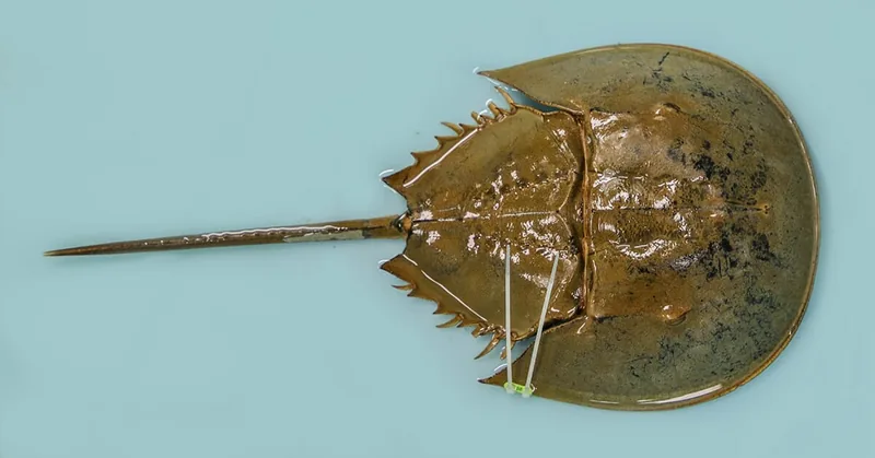 a horseshoe crab