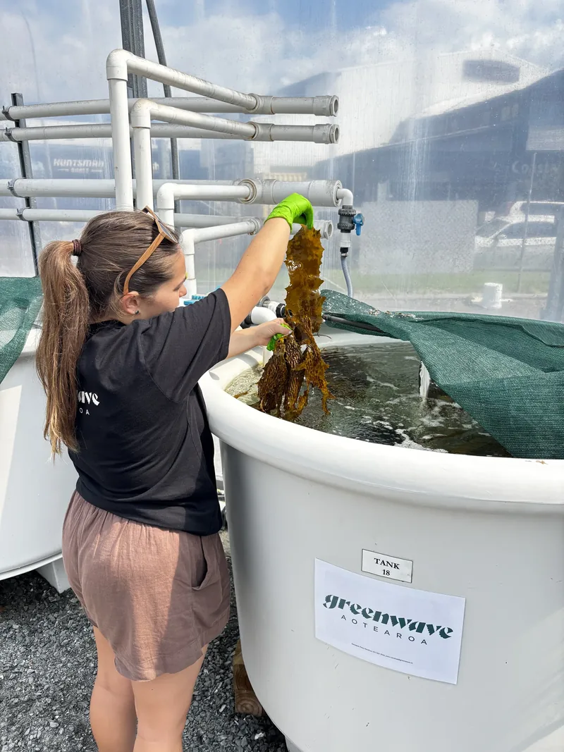A woman holding kelp above an aquaculture tank on a sunny day.