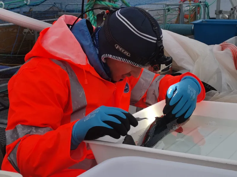 A research technician picking parasites off a fish.