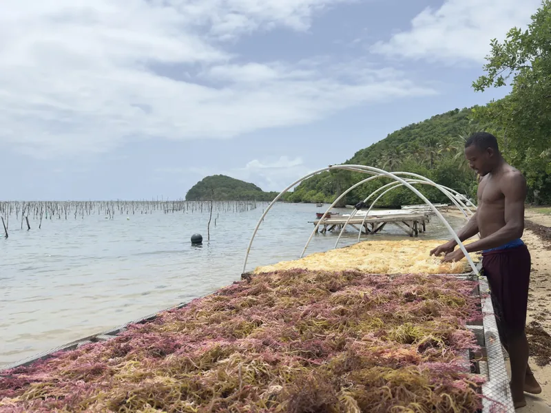 A man drying seaweed on a beach.