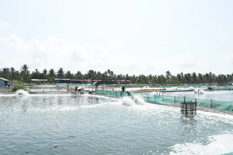 The IndoGAP standard aims to be accessible to the country's shrimp farmers and credible to international buyers
