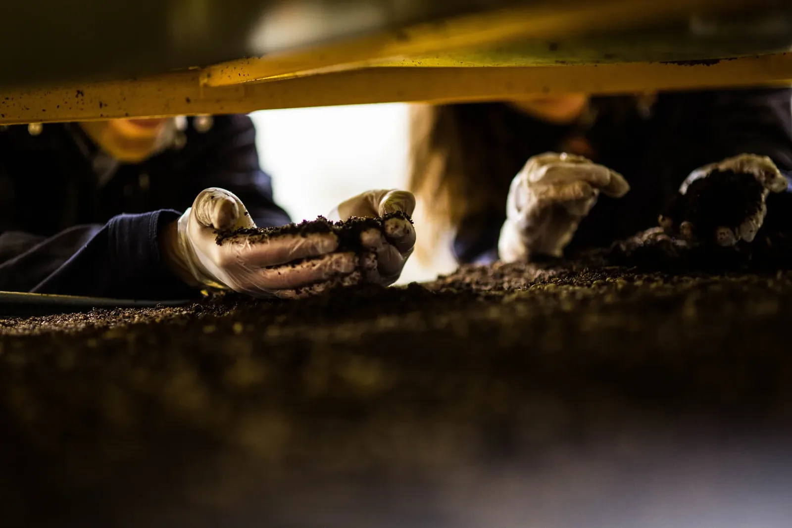 A group of factory workers insecting insect meal being produced in an insect factory in France.