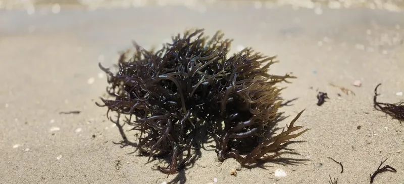A close up of aquaculture seaweed on a beach.