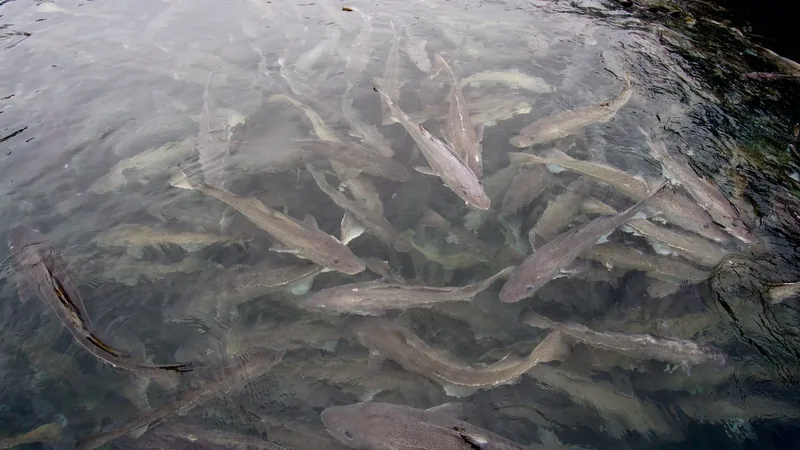 live cod stored in a holding pen