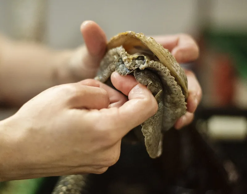 abalone attaching to a finger