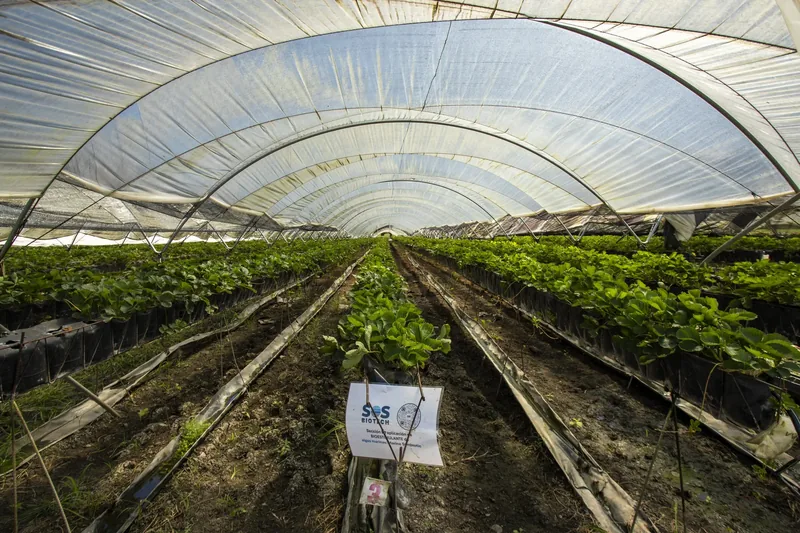 Inside a polytunnel.