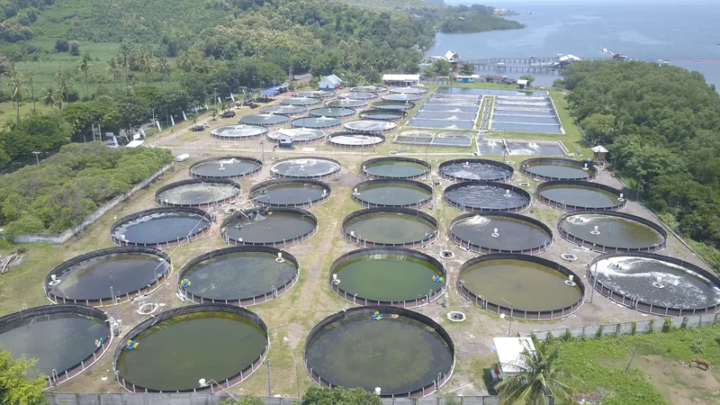 An aerial view of a shrimp farm.