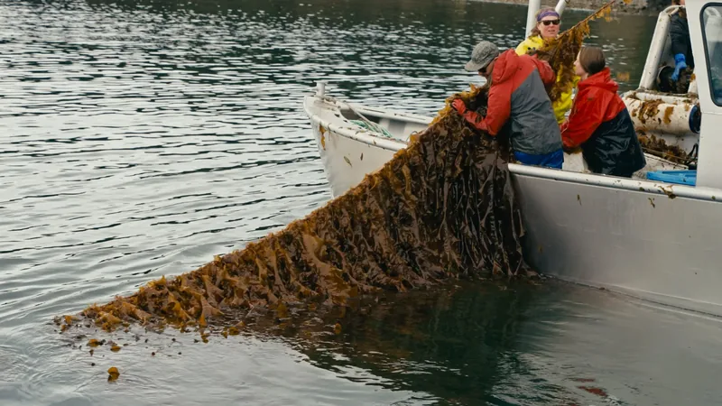 Line-grown kelp.