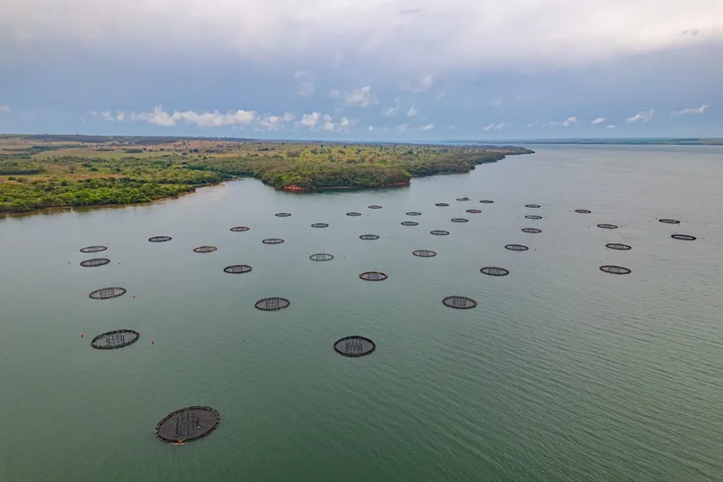 Aerial view of a fish farm.