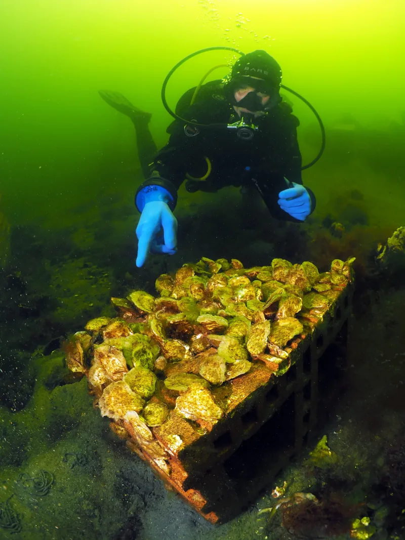 A diver under the water with oysters.