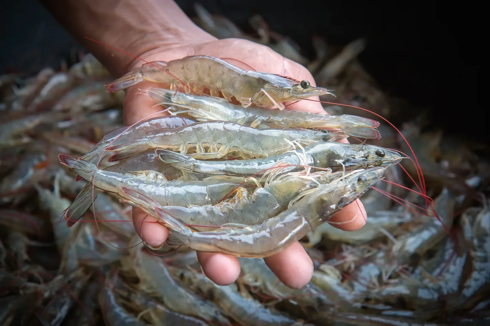 A handful of raw shrimp.