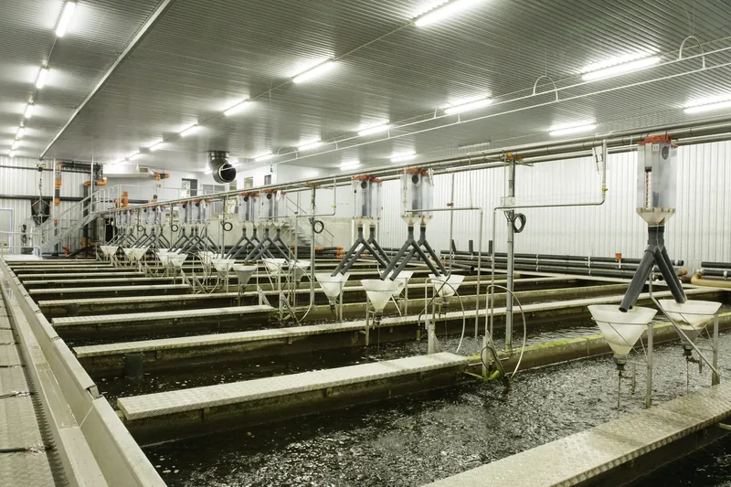 An indoor fish farm.