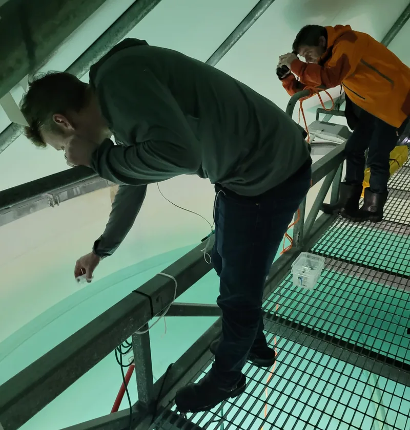 Scientists using bionoculars to watch salmon lice in tanks.
