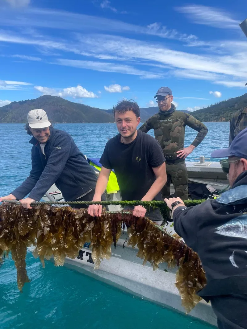 A group of seaweed farmers in New Zealand inspecting a local species of seaweed after a few weeks in the ocean.