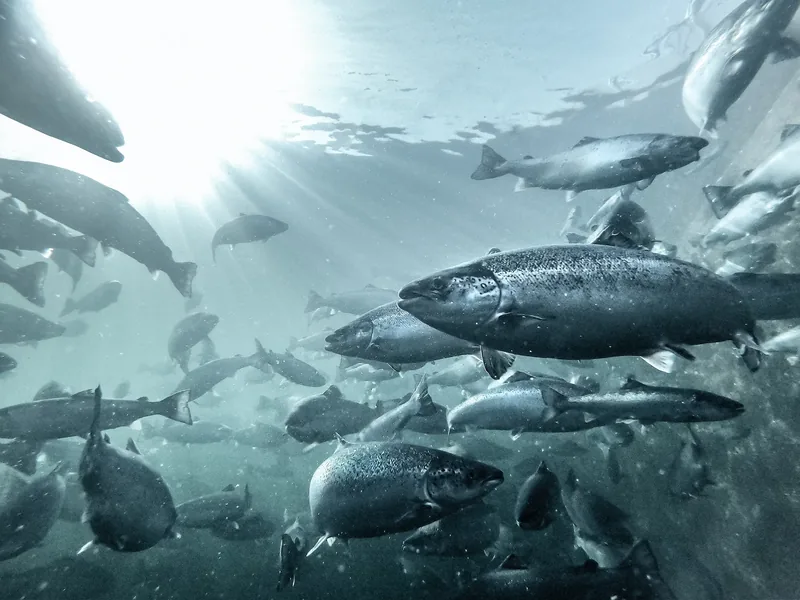 salmon swimming underwater