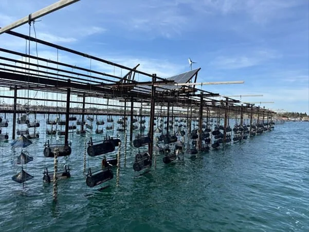 Baskets dangling above the water from trestles.
