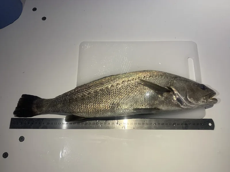 A fish next to a ruler.