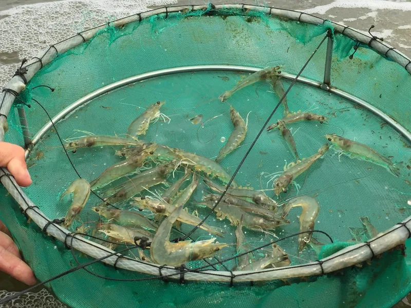 white shrimp in a net
