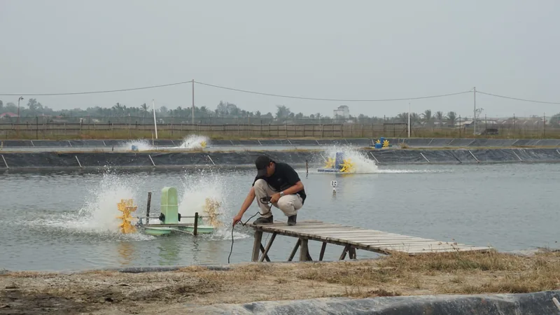Person putting a robotic sensor into a shrimp pond